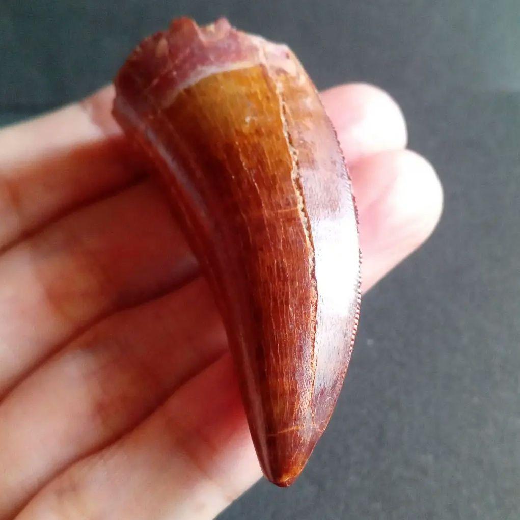 歯化石　恐竜　アフリカ獣脚類　極美麗　高品質標本