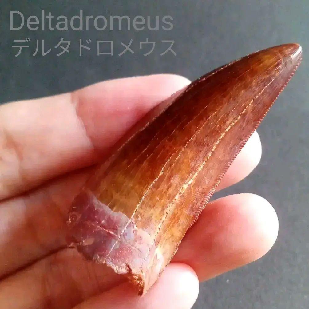 歯化石　恐竜　アフリカ獣脚類　極美麗　高品質標本
