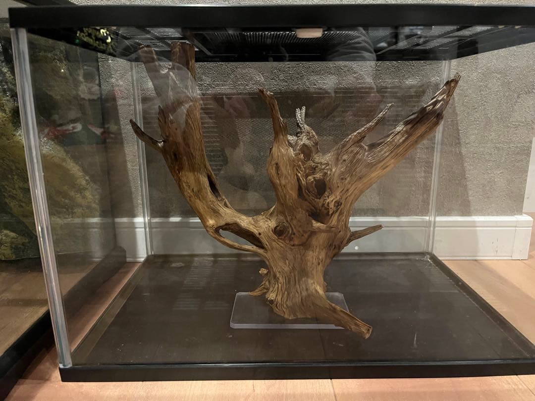 グラステラリウム3030& ガラスケース&カバーセット 400High&温湿度計