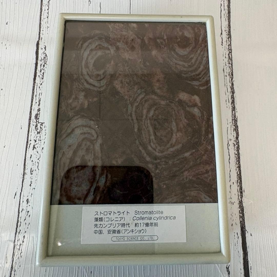 【美品】鉱物　サンゴ　化石　6点セット【総額 1万円以上】