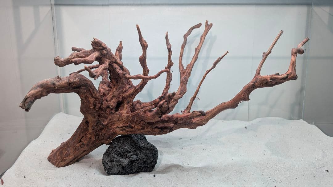 スマトラブランチウッド【SBC134】アクアリウム 水槽 流木 まとめ買い対応