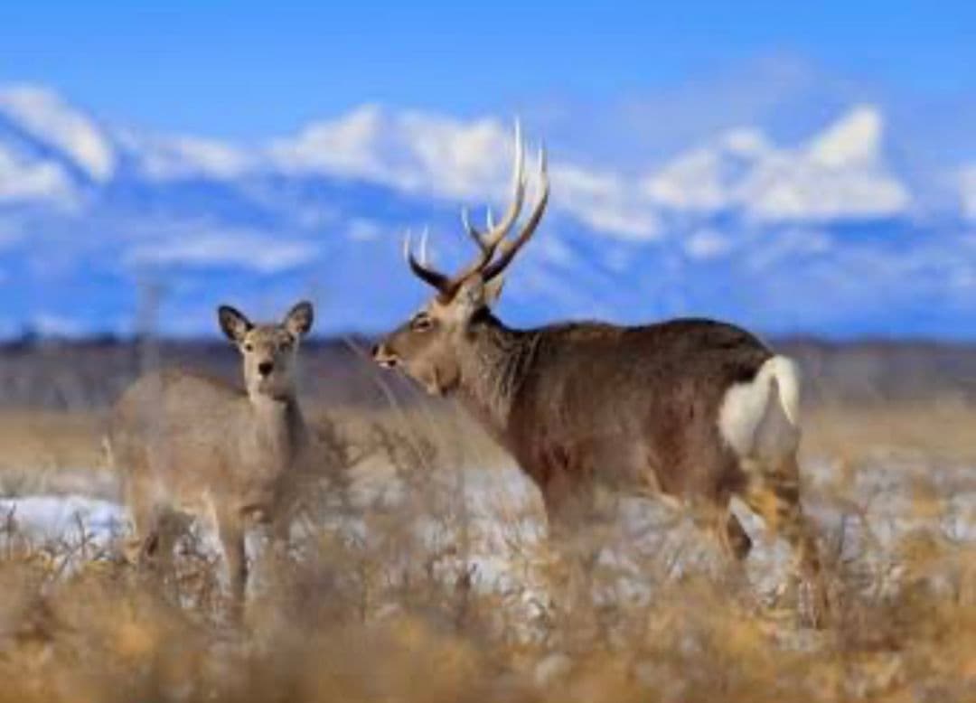 エゾ鹿ジャーキーお肉たっぷり背骨born２キロ、訳あり400gぱにぱに