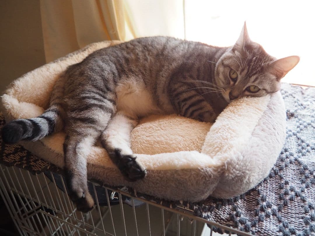 OLYMPUS OM-D E-M10 MarkⅢ 望遠レンズ予備バッテリー付き