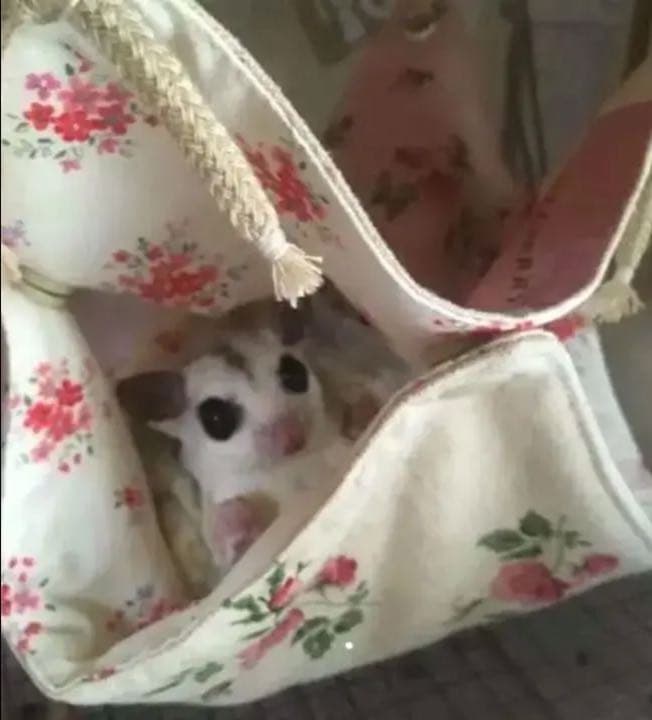 モモンガハウス（迷彩柄・ピンク）秋・春仕様  1900円