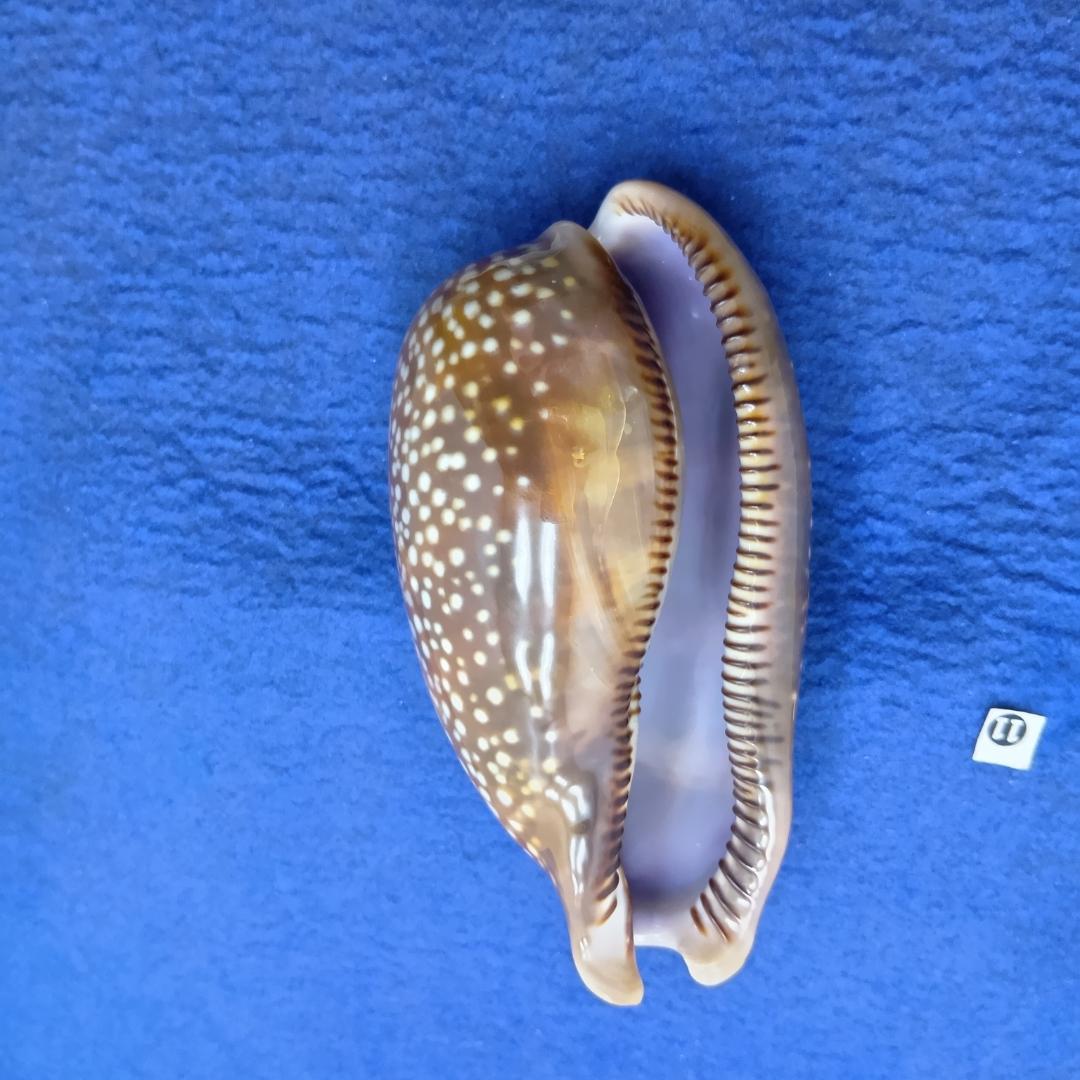 ⓯ -1貝標本シカダカラ