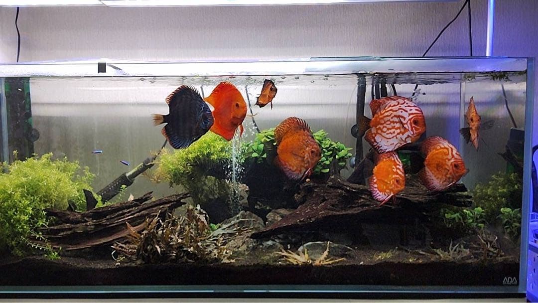 ADA 120センチ　大型ガラス水槽 高透明度