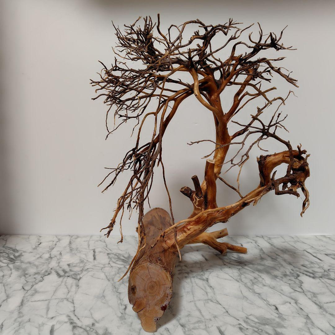 アク抜き済み流木【17】