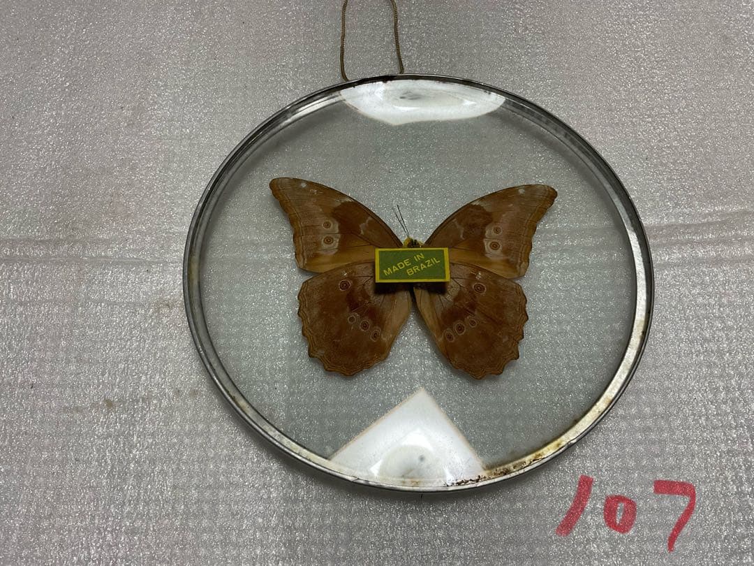 モルフォ蝶の標本盾／ブラジルのお土産。【ガラス製　MADE IN BRAZL】。