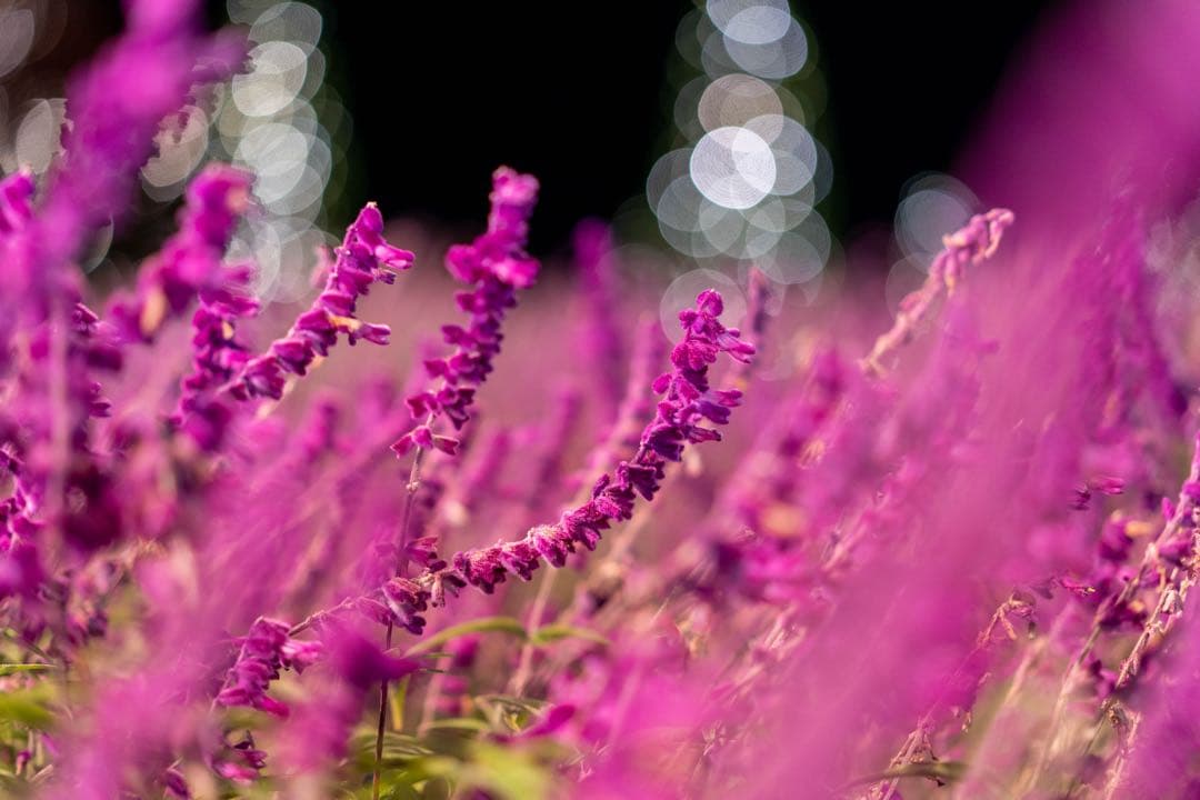 値下げ可 FE 55mm F1.8 za SONY 単焦点レンズ 作例あり