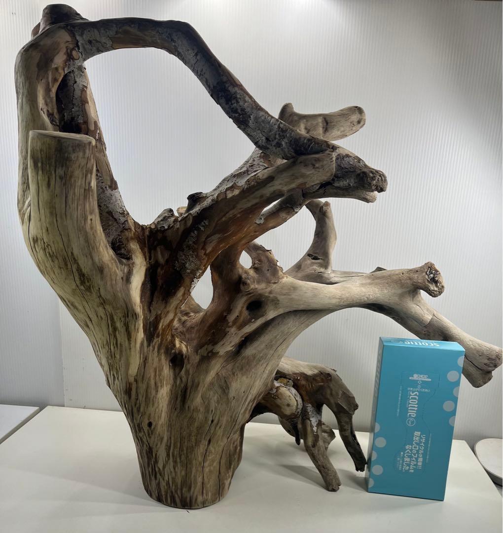 W21特大流木 アク抜き済み流木 爬虫類シェルター 止まり木 バードアスレチック