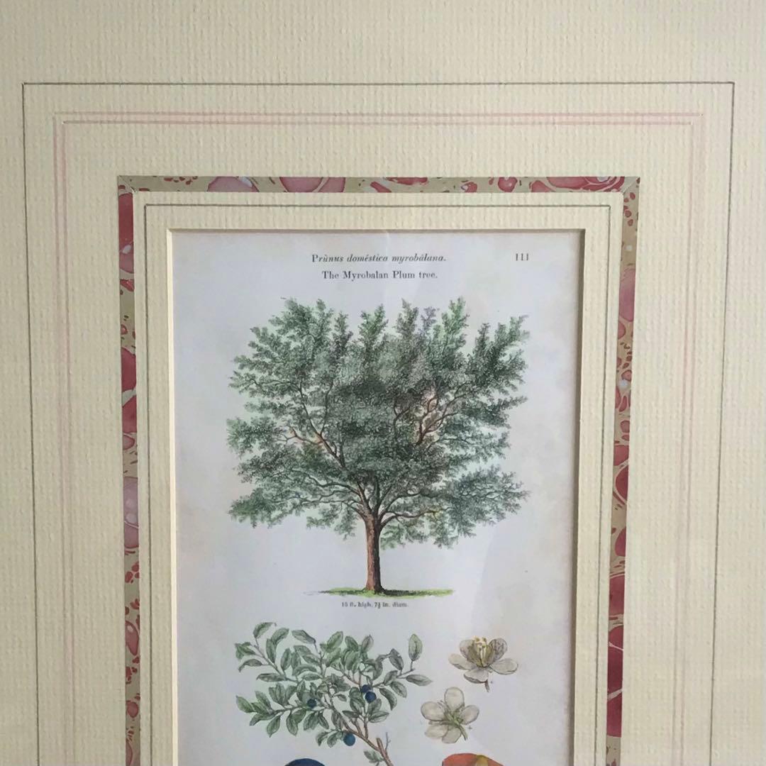 アンティーク　ボタニカルアート　イギリス