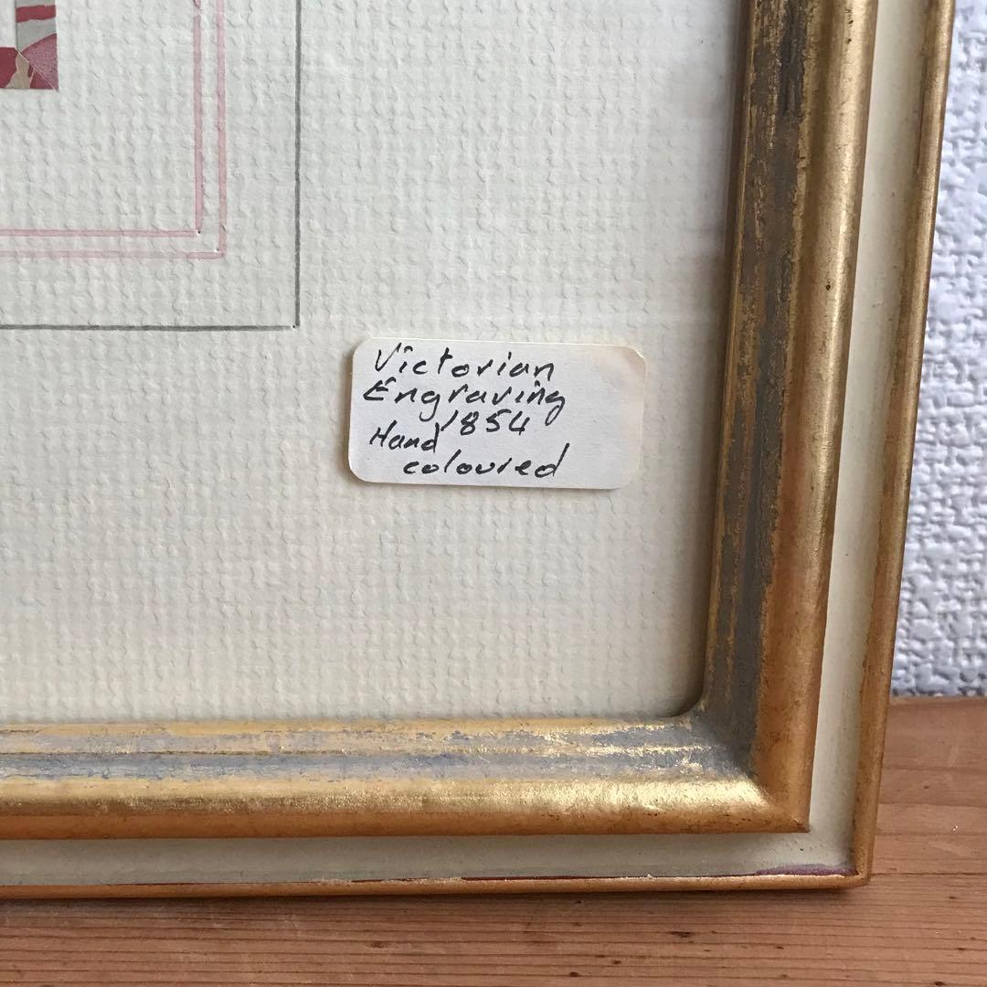 アンティーク　ボタニカルアート　イギリス