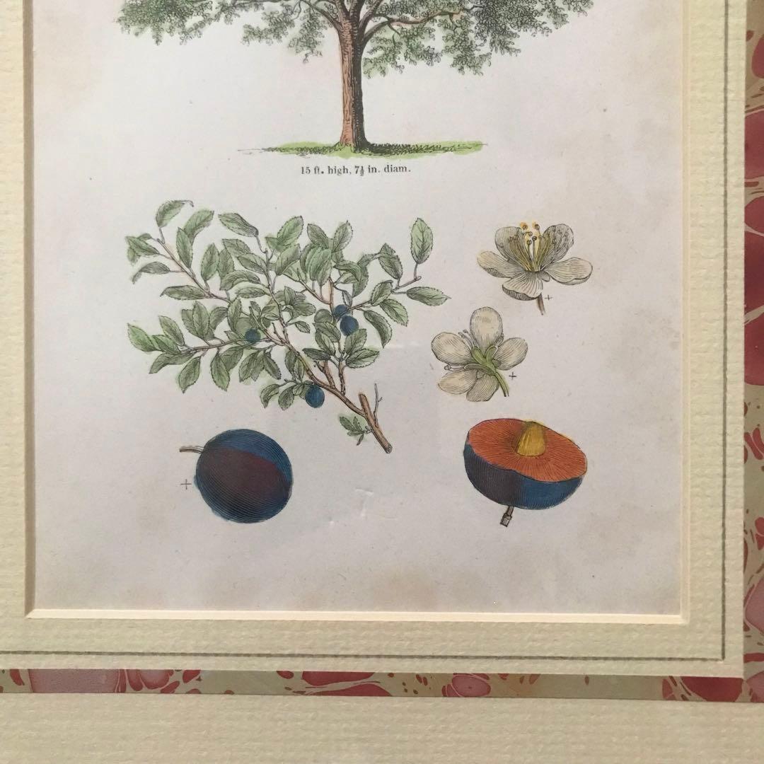 アンティーク　ボタニカルアート　イギリス