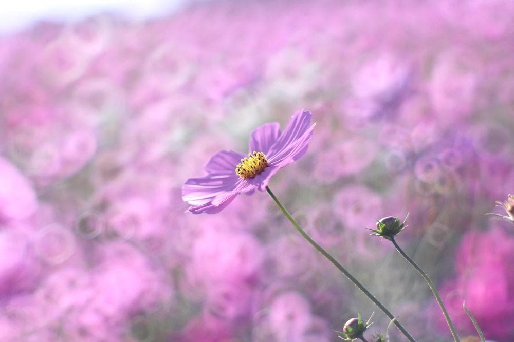 PENTAX SMC Takumar 55mm F1.8 宝石レンズ 改造レンズ