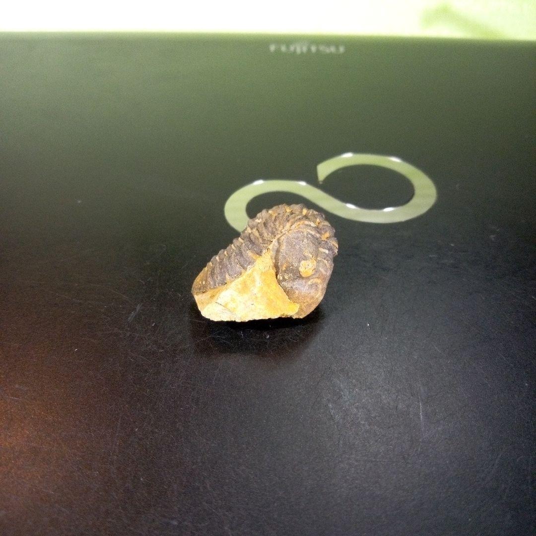 三葉虫　化石　fossil　海　ボリビア産　trilobite　海生動物判別⑪