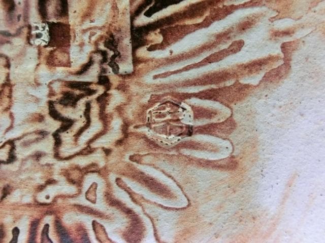 皿■魚 貝 【番浦史郎】ばんうらしろう ピンク 京焼 土物 時代物 骨董品■