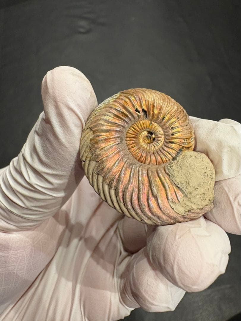 化石　クエンステッドセラス　アンモナイト　まとめ9つ