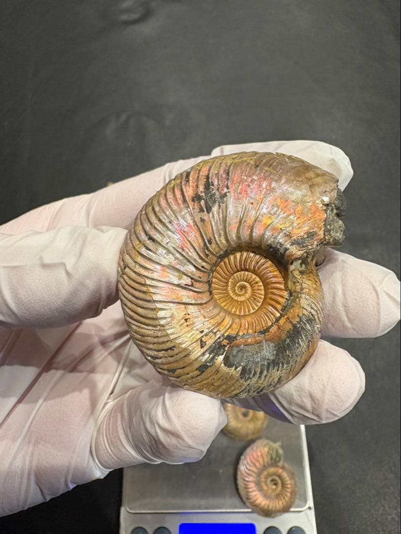 化石　クエンステッドセラス　アンモナイト　まとめ9つ