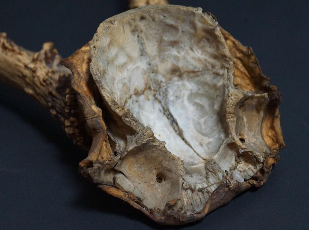 明治期 ハンティングトロフィーの鹿角 ノロジカの角 頭蓋骨付 刀置材料★時代物