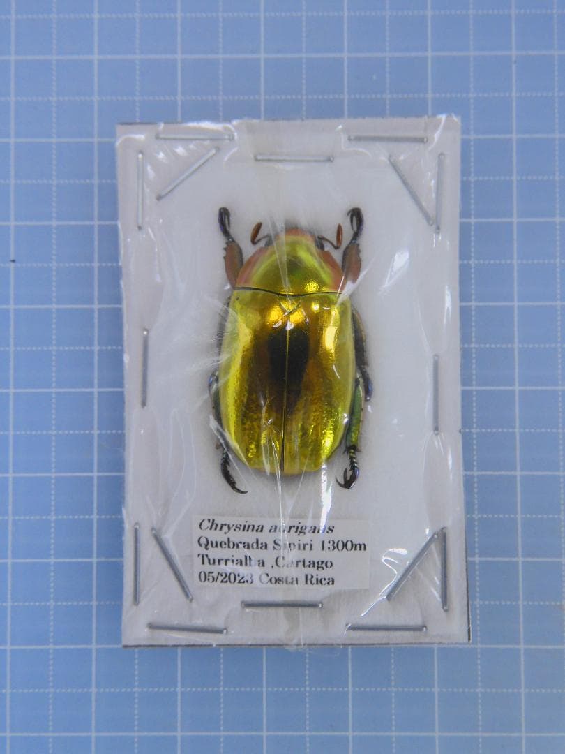 コスタリカ産　アウリガヌスキンイロコガネ　27mm