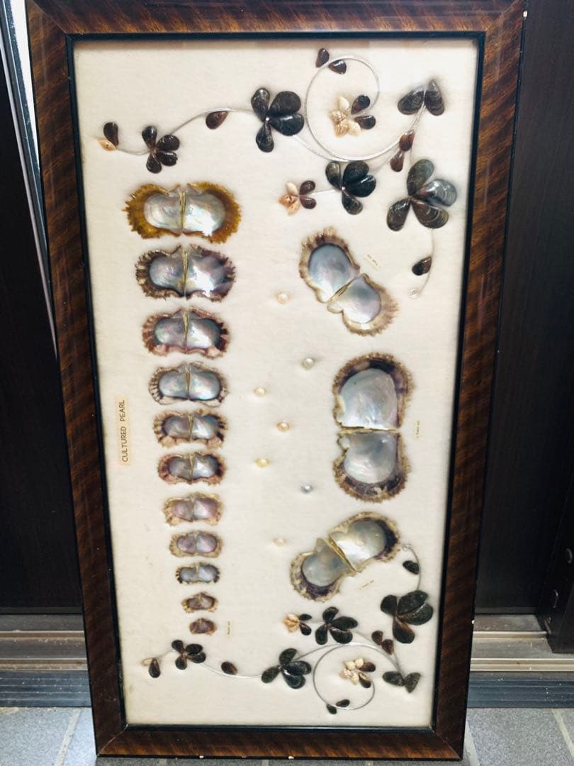 アコヤ貝　真珠　パール　養殖　標本　cultured pearl　フレーム　貝殻