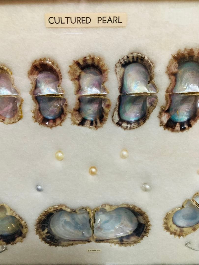 アコヤ貝　真珠　パール　養殖　標本　cultured pearl　フレーム　貝殻