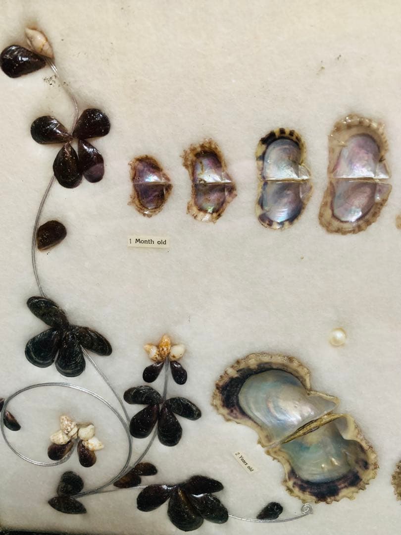 アコヤ貝　真珠　パール　養殖　標本　cultured pearl　フレーム　貝殻