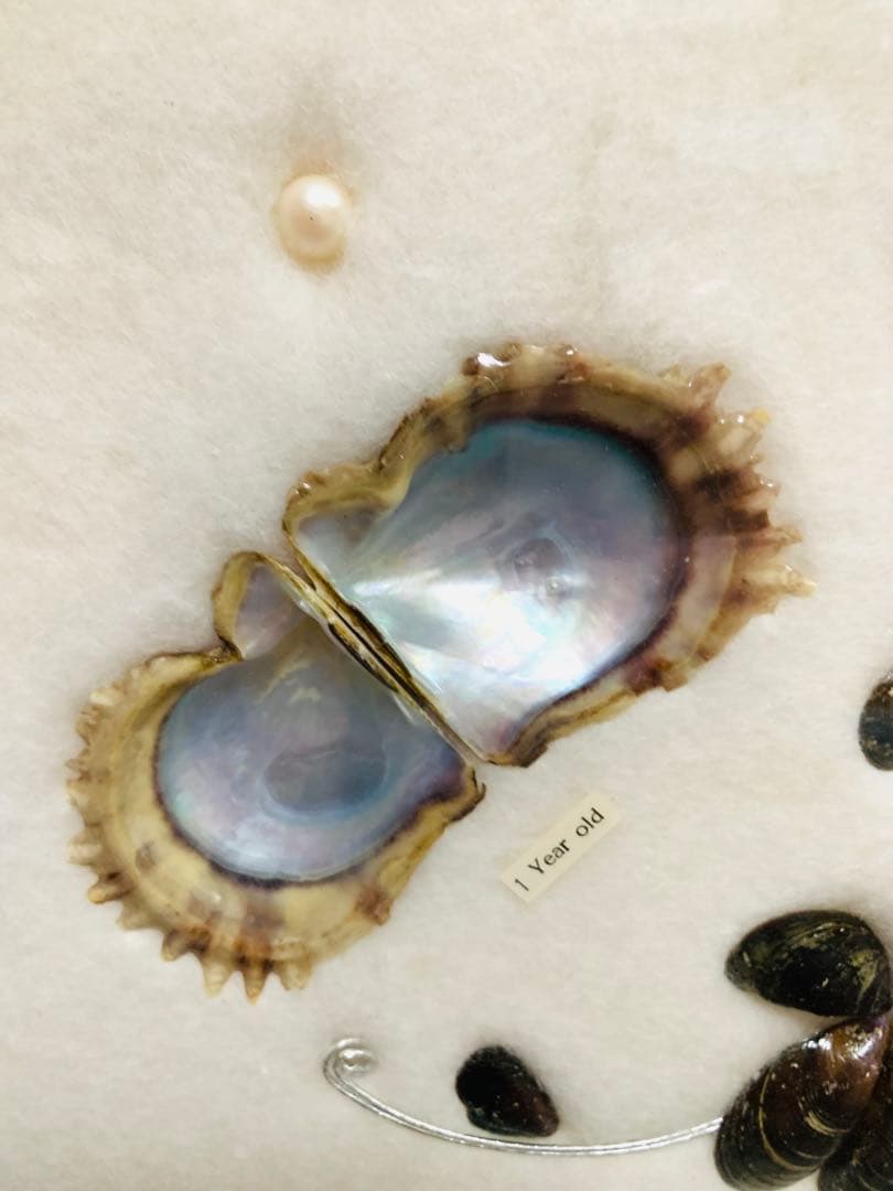 アコヤ貝　真珠　パール　養殖　標本　cultured pearl　フレーム　貝殻