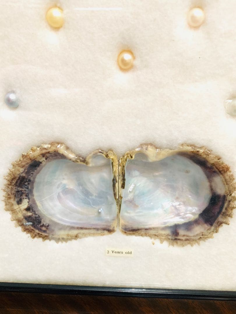 アコヤ貝　真珠　パール　養殖　標本　cultured pearl　フレーム　貝殻