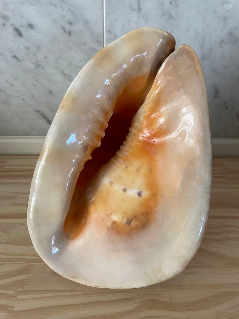 ☆美品•レア☆法螺貝•オブジェ置物/重量2.3kg☆