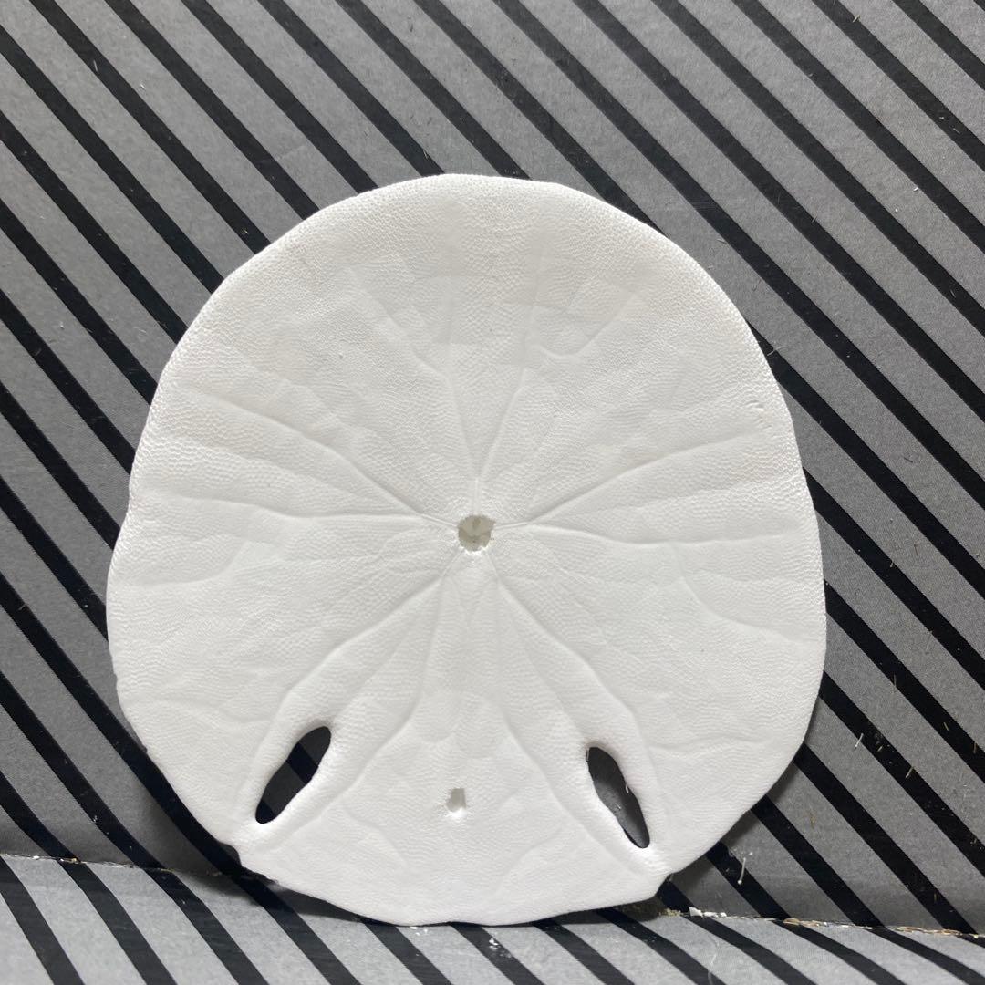 フタツアナスカシカシパン♡ブンブク♡ウニ殻♡標本