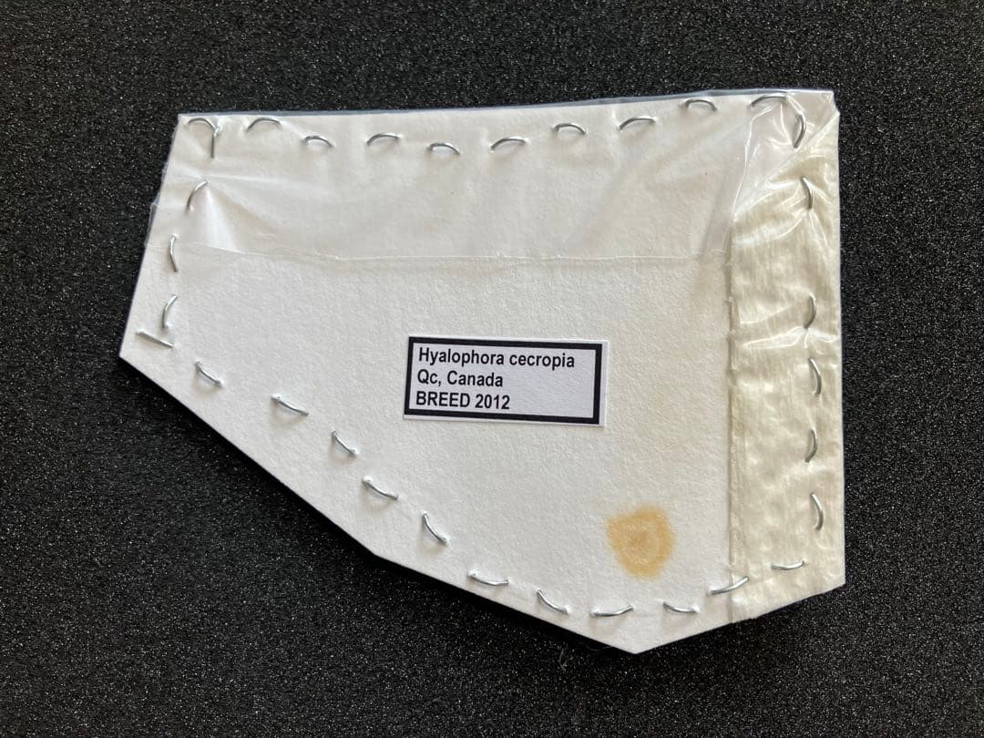 蛾 セクロピアサン ♀ 未展翅標本