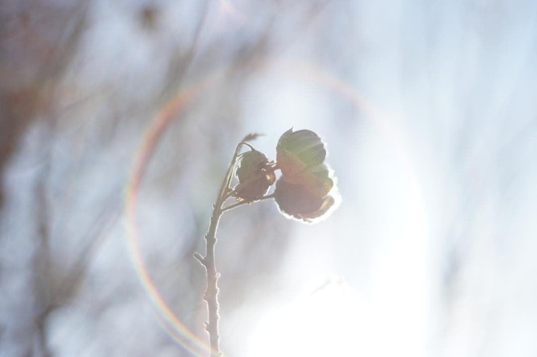 極美フレア✨ 作例有 PENTAX スーパータクマー 55mm f1.8 後期
