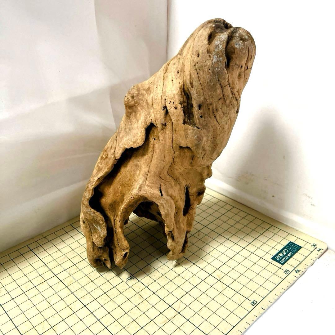 流木 その7 【自立型】自然沈水確認済み