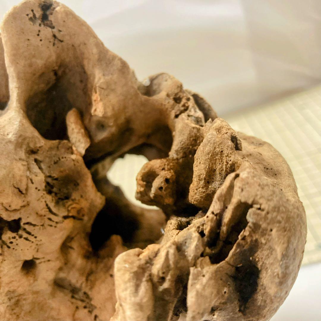 流木 その7 【自立型】自然沈水確認済み