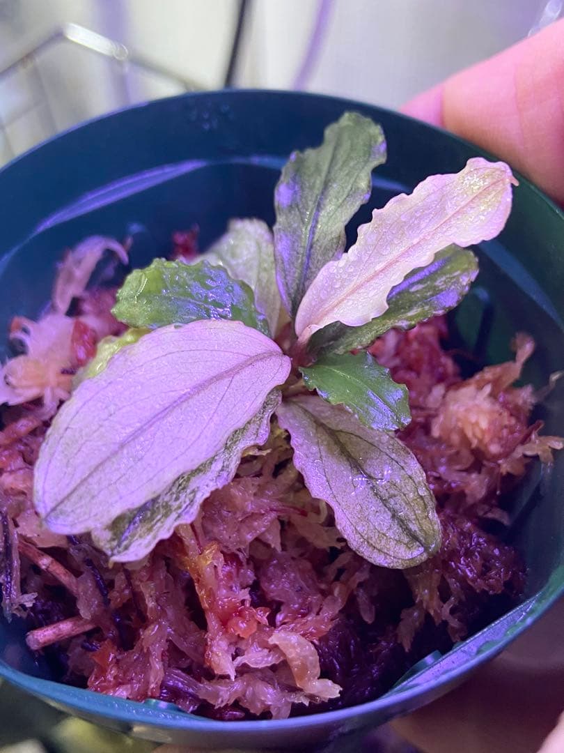 【ヤーマン様確認用】ブセファランドラ sp, ピンクバリエガータ 水上葉