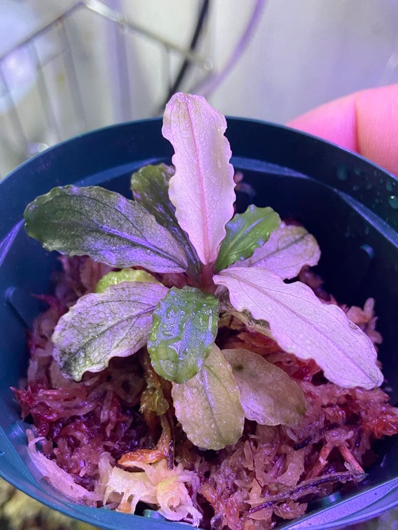 【ヤーマン様確認用】ブセファランドラ sp, ピンクバリエガータ 水上葉