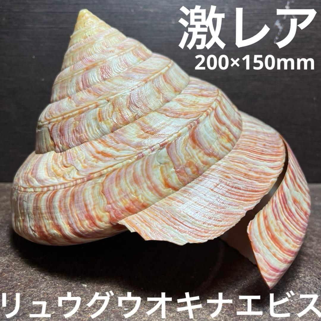 チ*ウ様 ラスト1点　激レア　美品　東シナ海産　リュウグウオキナエビス