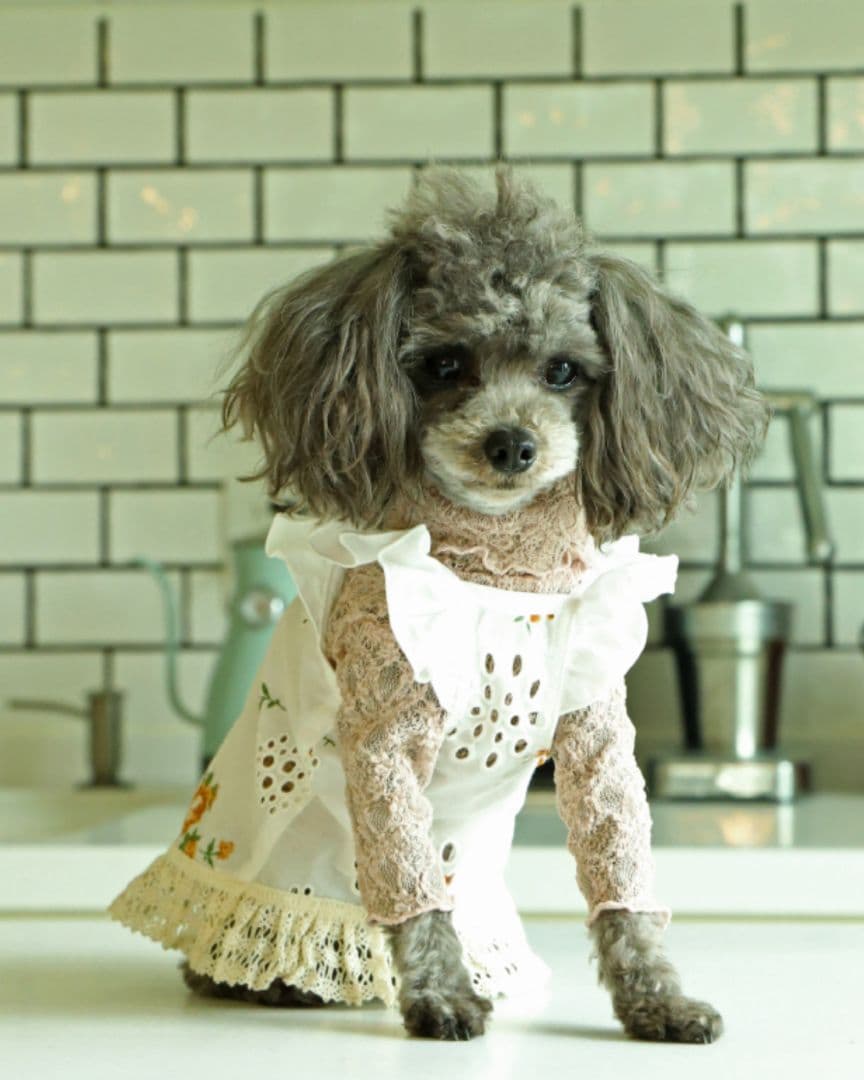 とらやです アトリエgg トップス2枚