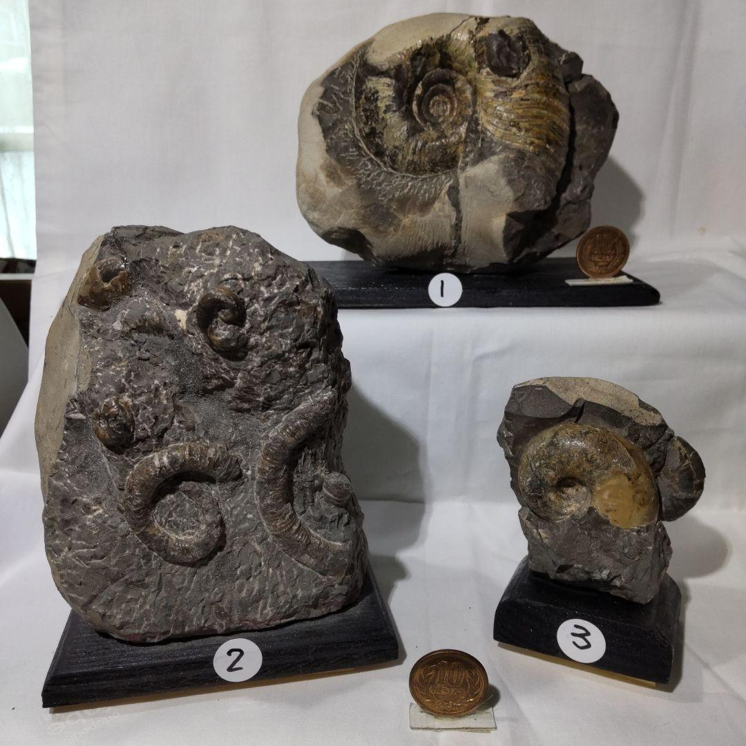 2026 年新春　北海道アンモナイト化石 の福箱 ＋知識資料4点　その2