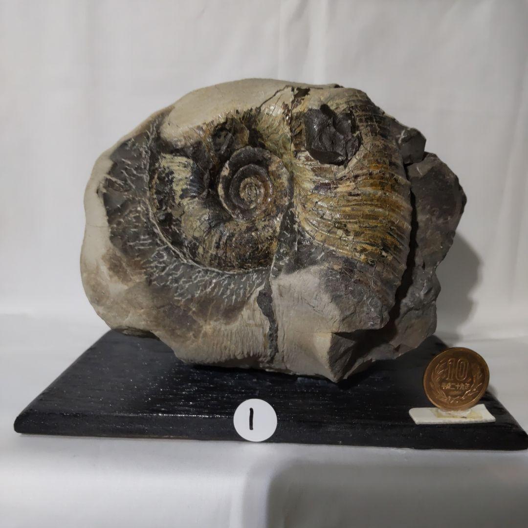 2026 年新春　北海道アンモナイト化石 の福箱 ＋知識資料4点　その2