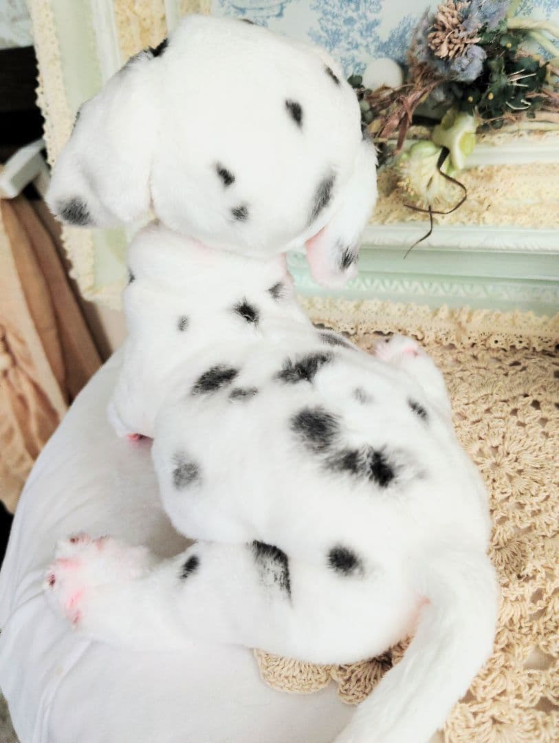 ちびのすけちゃん❤オーダー❤ダルメシアン子犬♡ベビー♡アートドール♡