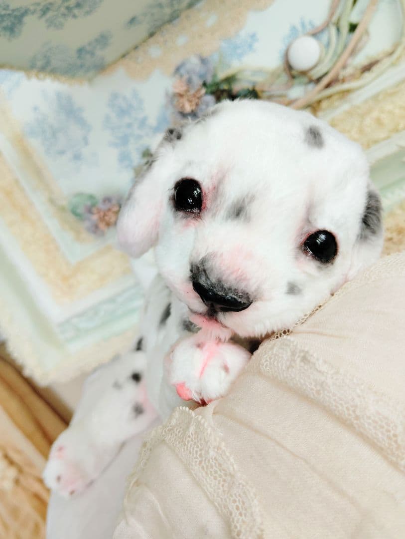 ちびのすけちゃん❤オーダー❤ダルメシアン子犬♡ベビー♡アートドール♡