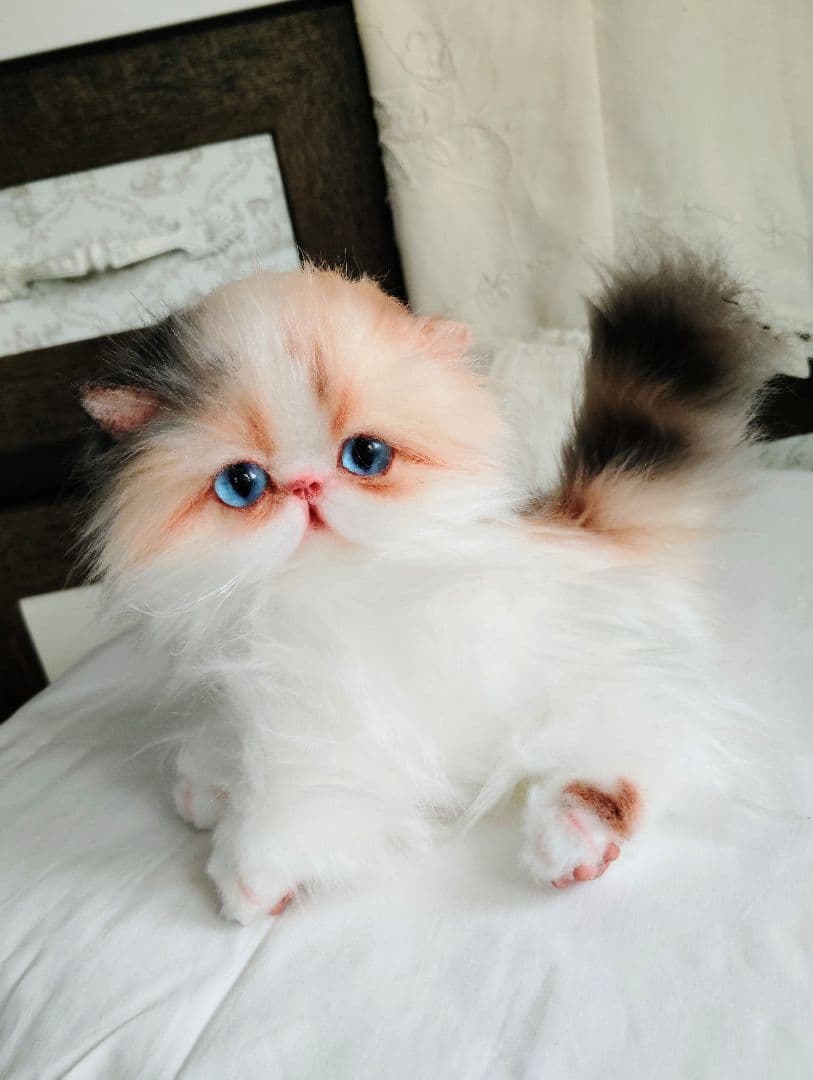 ハート模様❤子猫のドロップちゃん❤エキゾチック♡アートドール♡ぬいぐるみ♡