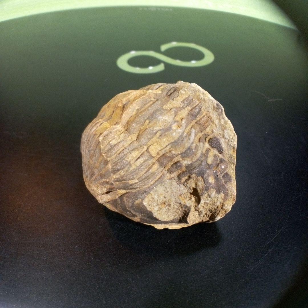 三葉虫　化石　fossil　ボリビア産　trilobite　海生動物識別④