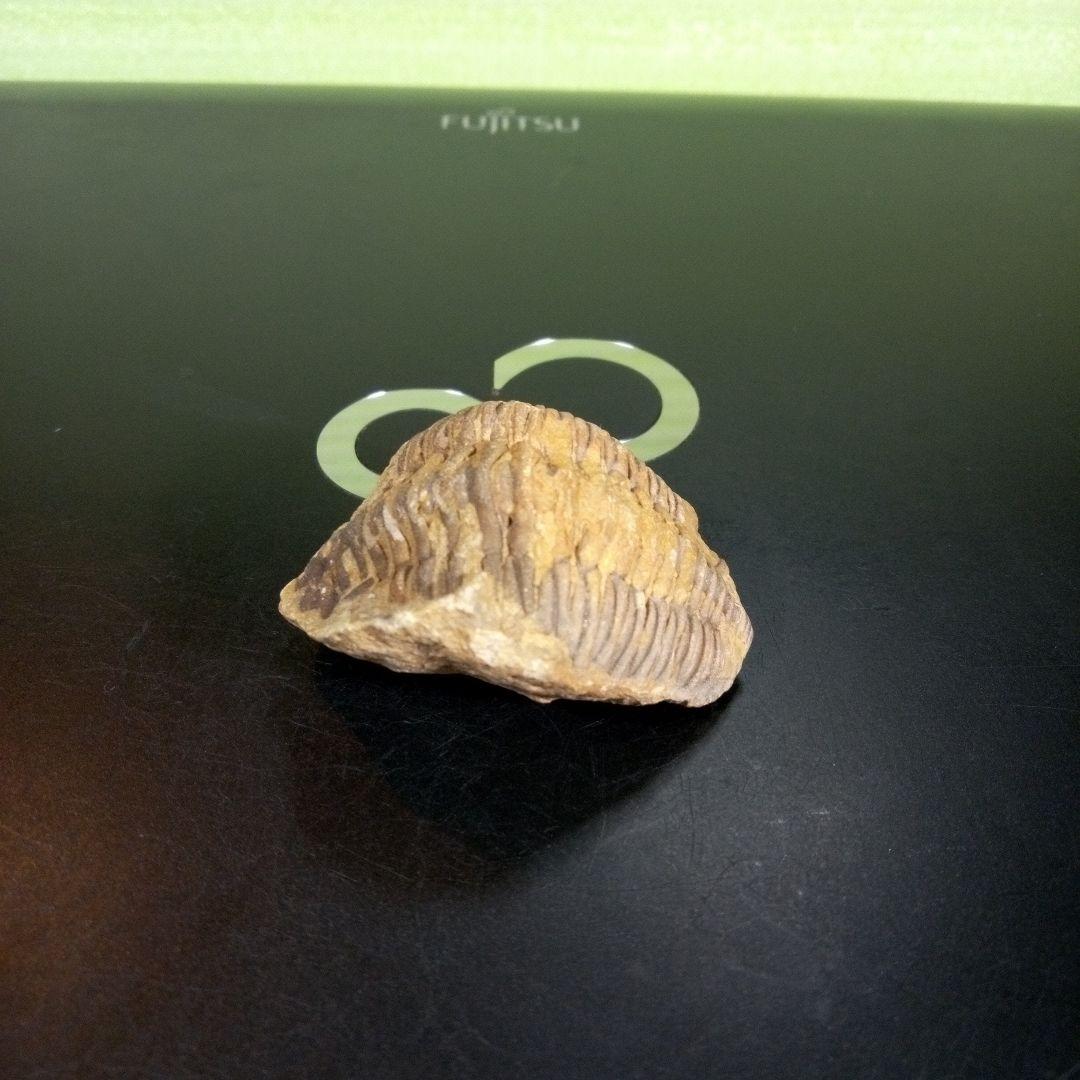 三葉虫　化石　fossil　ボリビア産　trilobite　海生動物識別④