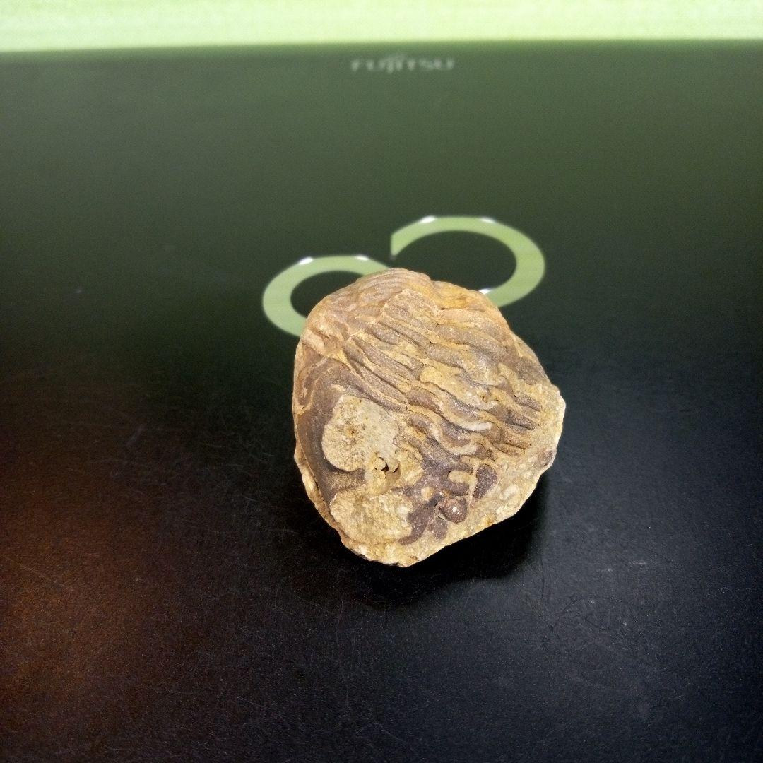 三葉虫　化石　fossil　ボリビア産　trilobite　海生動物識別④