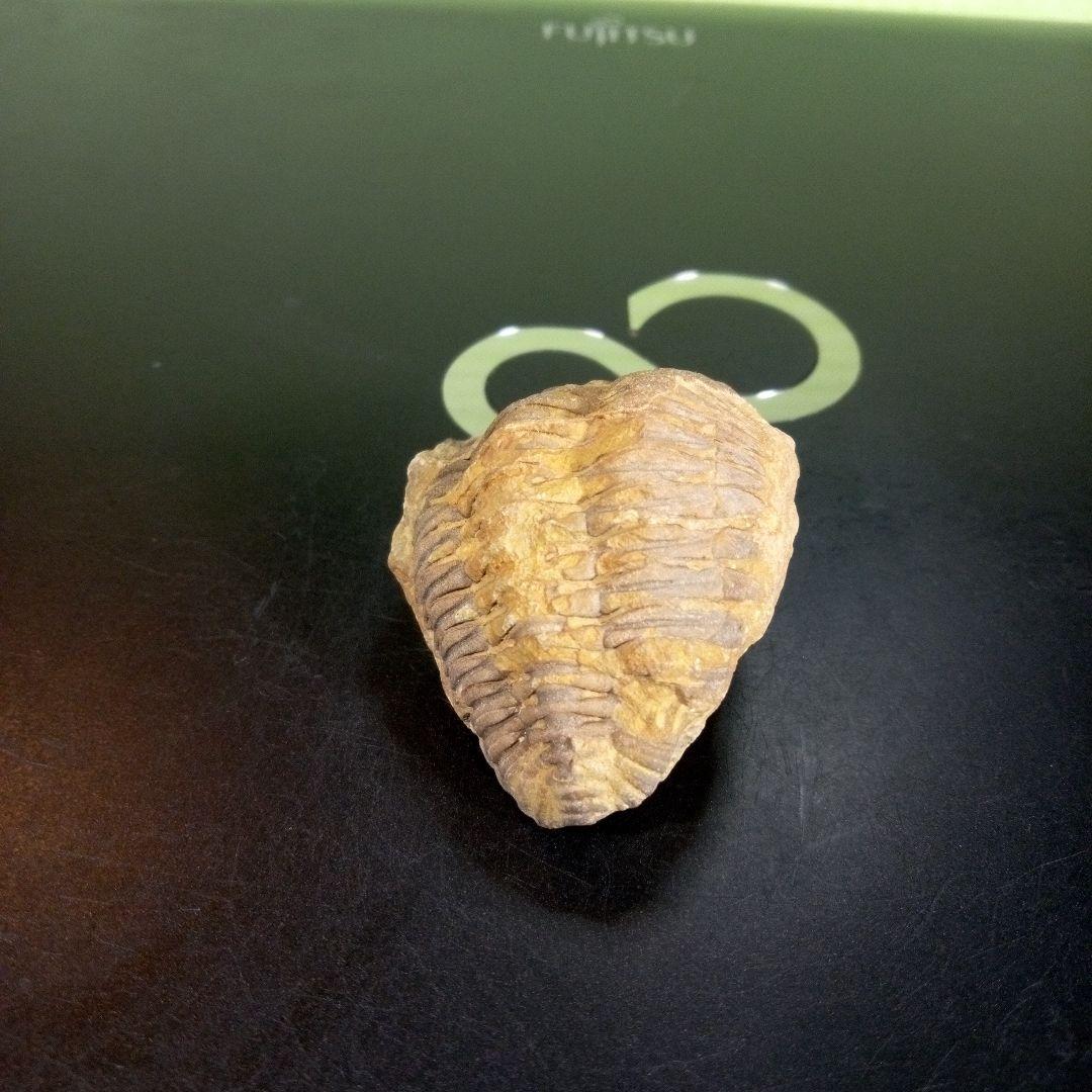 三葉虫　化石　fossil　ボリビア産　trilobite　海生動物識別④