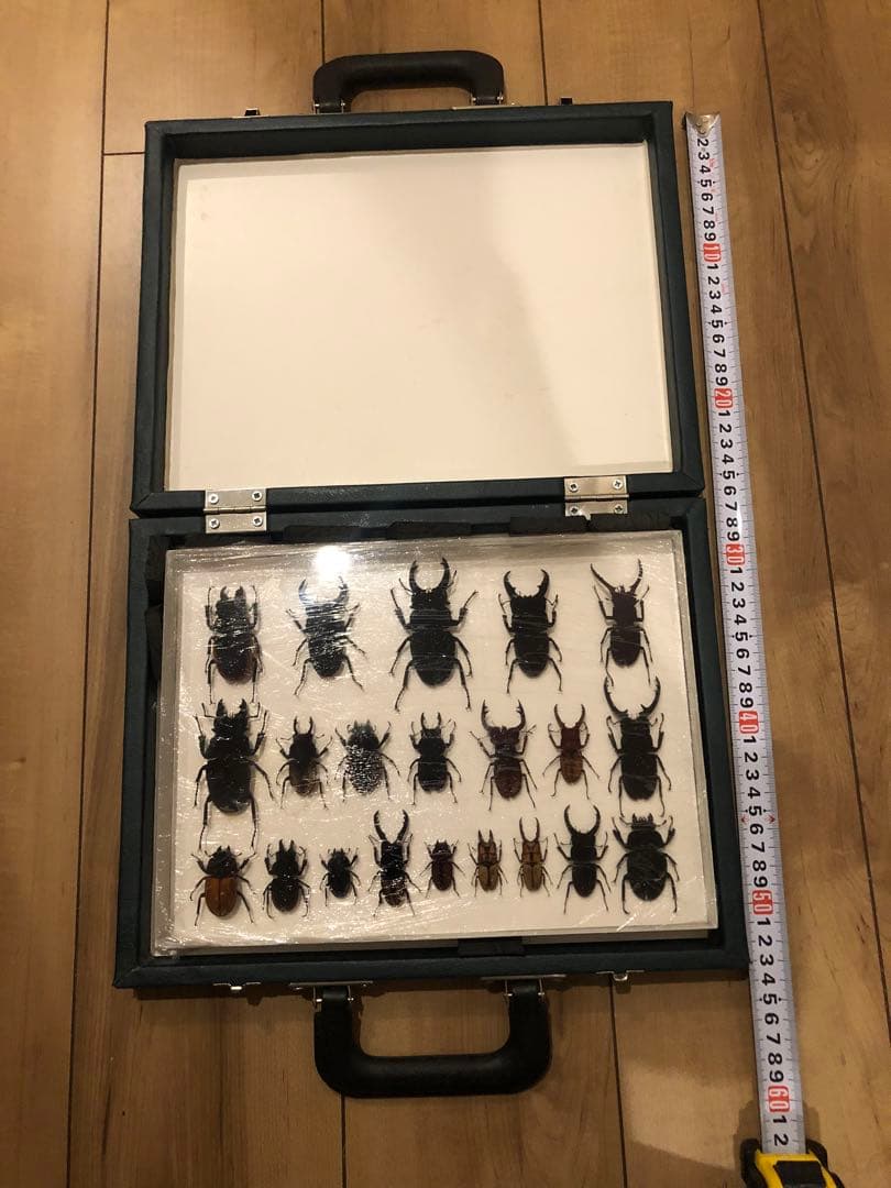 クワガタ標本