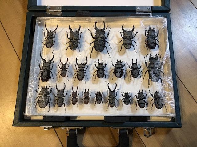 クワガタ標本